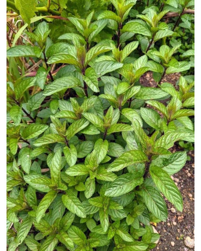 М`ята перцева Ментолова | Mentha piperita Menthol | Мята перечная Ментоловая