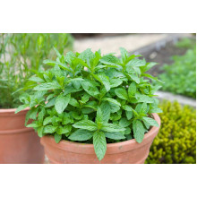 М`ята перцева Ментолова | Mentha piperita Menthol | Мята перечная Ментоловая