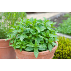 М`ята перцева Ментолова | Mentha piperita Menthol | Мята перечная Ментоловая