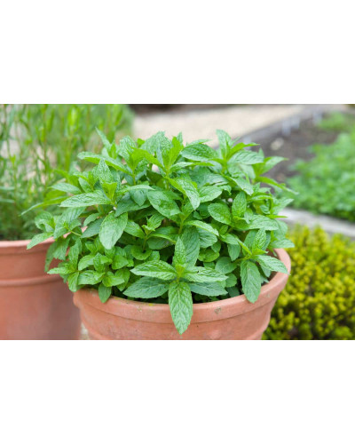 М`ята перцева Ментолова | Mentha piperita Menthol | Мята перечная Ментоловая