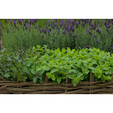 М`ята перцева Ментолова | Mentha piperita Menthol | Мята перечная Ментоловая