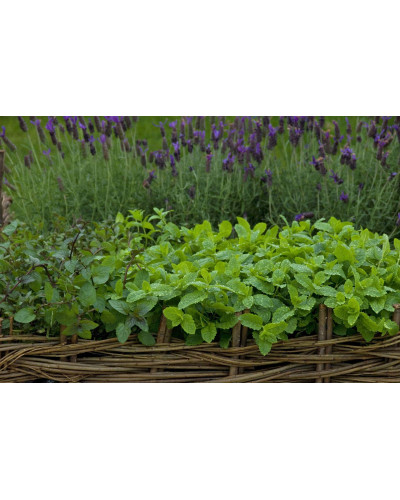М`ята перцева Ментолова | Mentha piperita Menthol | Мята перечная Ментоловая