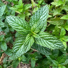 М`ята перцева Ментолова | Mentha piperita Menthol | Мята перечная Ментоловая