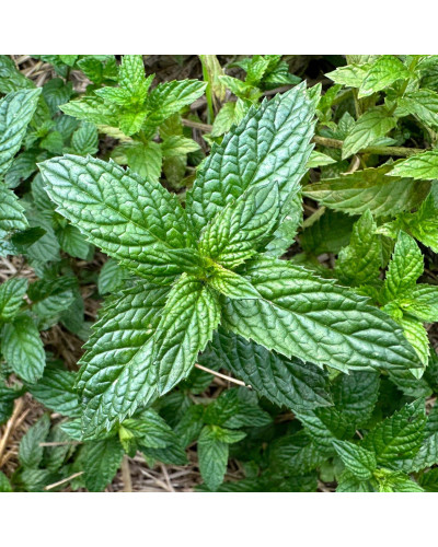 М`ята перцева Ментолова | Mentha piperita Menthol | Мята перечная Ментоловая
