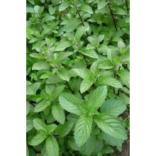 М`ята перцева `Карамельна` | Mentha x piperita `Caramel` | Мята перечная `Карамельная`