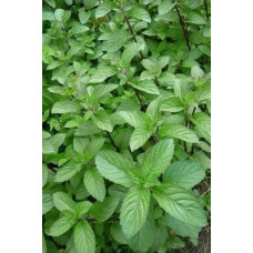 М`ята перцева `Карамельна` | Mentha x piperita `Caramel` | Мята перечная `Карамельная`
