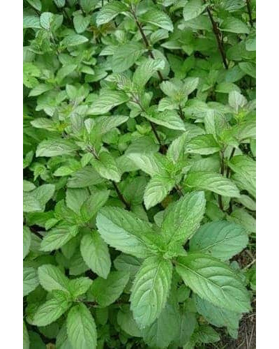 М`ята перцева `Карамельна` | Mentha x piperita `Caramel` | Мята перечная `Карамельная`