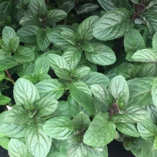 М`ята перцева `Карамельна` | Mentha x piperita `Caramel` | Мята перечная `Карамельная`