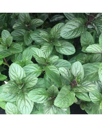 М`ята перцева `Карамельна` | Mentha x piperita `Caramel` | Мята перечная `Карамельная`
