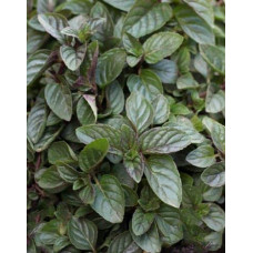 М`ята перцева `Карамельна` | Mentha x piperita `Caramel` | Мята перечная `Карамельная`