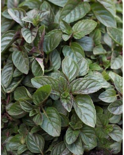 М`ята перцева `Карамельна` | Mentha x piperita `Caramel` | Мята перечная `Карамельная`