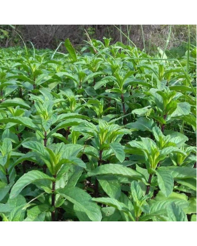 М`ята перцева `Карамельна` | Mentha x piperita `Caramel` | Мята перечная `Карамельная`