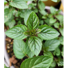М`ята перцева `Карамельна` | Mentha x piperita `Caramel` | Мята перечная `Карамельная`