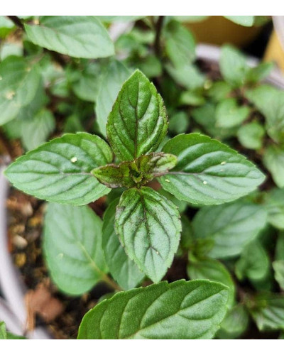 М`ята перцева `Карамельна` | Mentha x piperita `Caramel` | Мята перечная `Карамельная`