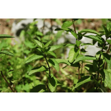 М`ята перцева `Карамельна` | Mentha x piperita `Caramel` | Мята перечная `Карамельная`