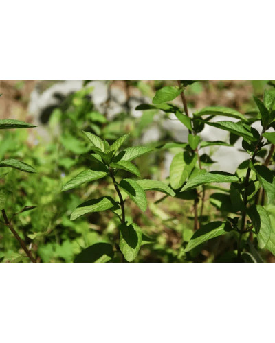 М`ята перцева `Карамельна` | Mentha x piperita `Caramel` | Мята перечная `Карамельная`