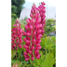 Люпин багатолистий Ред Шадес | Lupinus polyphyllus `Red Shades` | Люпин многолистный Ред Шадес