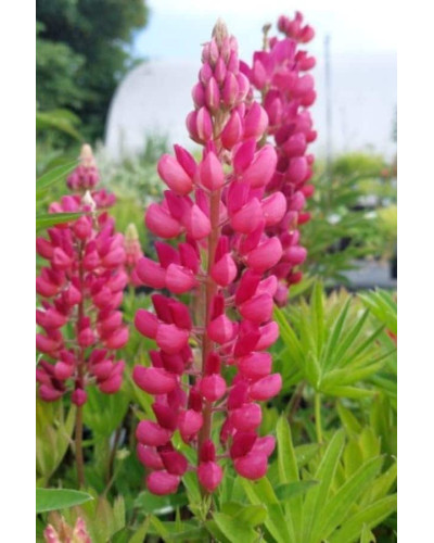 Люпин багатолистий Ред Шадес | Lupinus polyphyllus `Red Shades` | Люпин многолистный Ред Шадес