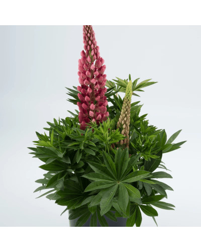 Люпин багатолистий Ред Шадес | Lupinus polyphyllus `Red Shades` | Люпин многолистный Ред Шадес
