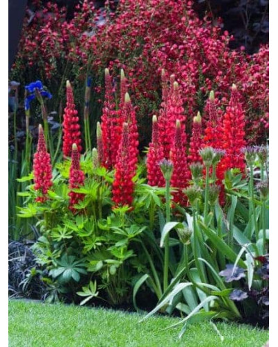 Люпин багатолистий Ред Шадес | Lupinus polyphyllus `Red Shades` | Люпин многолистный Ред Шадес