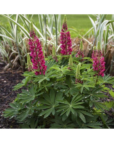Люпин багатолистий Ред Шадес | Lupinus polyphyllus `Red Shades` | Люпин многолистный Ред Шадес