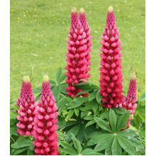 Люпин багатолистий Ред Шадес | Lupinus polyphyllus `Red Shades` | Люпин многолистный Ред Шадес