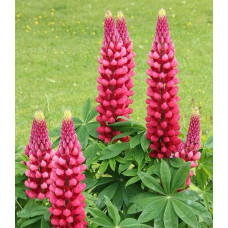 Люпин багатолистий Ред Шадес | Lupinus polyphyllus `Red Shades` | Люпин многолистный Ред Шадес