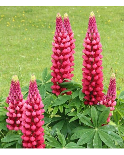 Люпин багатолистий Ред Шадес | Lupinus polyphyllus `Red Shades` | Люпин многолистный Ред Шадес