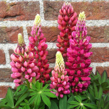 Люпин багатолистий Ред Шадес | Lupinus polyphyllus `Red Shades` | Люпин многолистный Ред Шадес