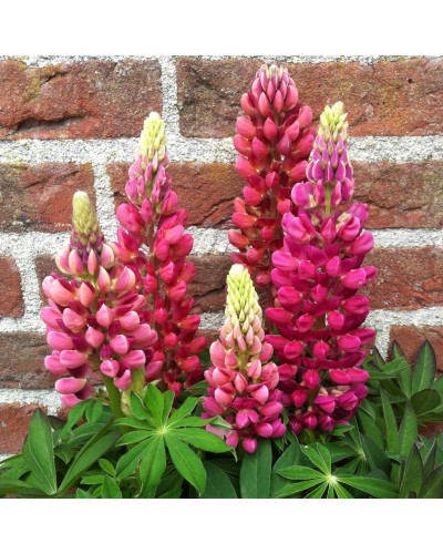 Люпин багатолистий Ред Шадес | Lupinus polyphyllus `Red Shades` | Люпин многолистный Ред Шадес