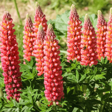 Люпин багатолистий Ред Шадес | Lupinus polyphyllus `Red Shades` | Люпин многолистный Ред Шадес