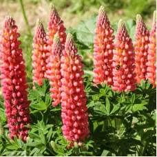 Люпин багатолистий Ред Шадес | Lupinus polyphyllus `Red Shades` | Люпин многолистный Ред Шадес