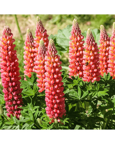 Люпин багатолистий Ред Шадес | Lupinus polyphyllus `Red Shades` | Люпин многолистный Ред Шадес