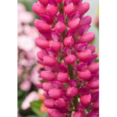 Люпин багатолистий Ред Шадес | Lupinus polyphyllus `Red Shades` | Люпин многолистный Ред Шадес