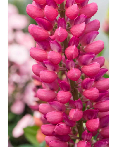 Люпин багатолистий Ред Шадес | Lupinus polyphyllus `Red Shades` | Люпин многолистный Ред Шадес