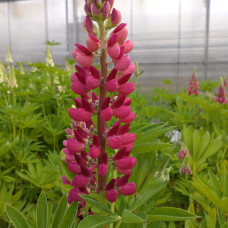 Люпин багатолистий Ред Шадес | Lupinus polyphyllus `Red Shades` | Люпин многолистный Ред Шадес