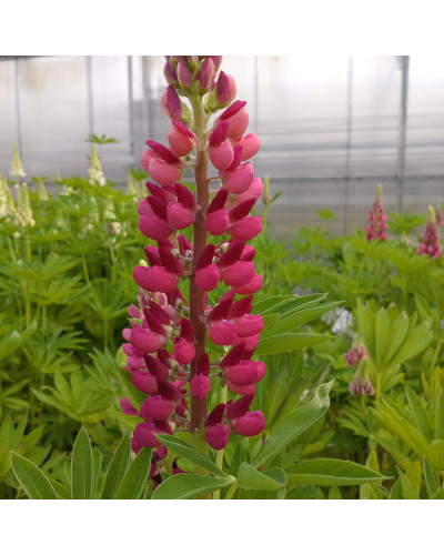 Люпин багатолистий Ред Шадес | Lupinus polyphyllus `Red Shades` | Люпин многолистный Ред Шадес