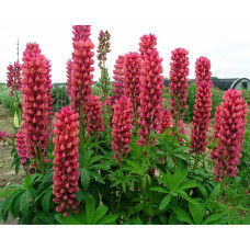Люпин багатолистий Ред Шадес | Lupinus polyphyllus `Red Shades` | Люпин многолистный Ред Шадес