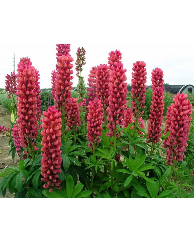 Люпин багатолистий Ред Шадес | Lupinus polyphyllus `Red Shades` | Люпин многолистный Ред Шадес