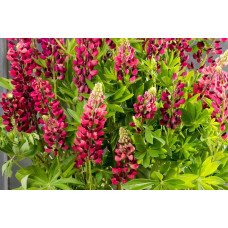 Люпин багатолистий Ред Шадес | Lupinus polyphyllus `Red Shades` | Люпин многолистный Ред Шадес