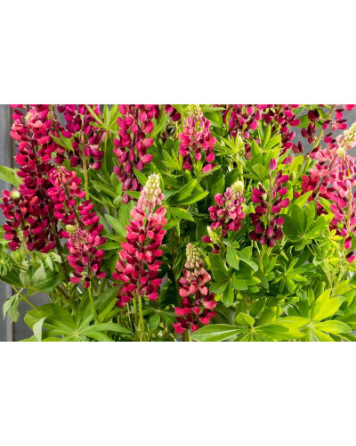 Люпин багатолистий Ред Шадес | Lupinus polyphyllus `Red Shades` | Люпин многолистный Ред Шадес