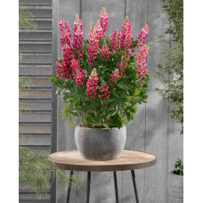 Люпин багатолистий Ред Шадес | Lupinus polyphyllus `Red Shades` | Люпин многолистный Ред Шадес