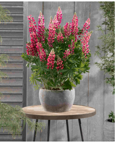 Люпин багатолистий Ред Шадес | Lupinus polyphyllus `Red Shades` | Люпин многолистный Ред Шадес