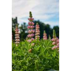 Люпин багатолистий `Роуз Шадес`  | Lupinus polyphyllus `Rose Shades` | Люпин многолистный `Роуз Шадес`