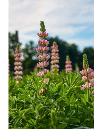 Люпин багатолистий `Роуз Шадес` | Lupinus polyphyllus `Rose Shades` | Люпин многолистный `Роуз Шадес`