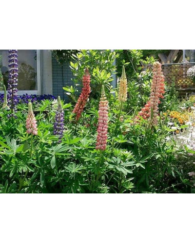 Люпин багатолистий `Роуз Шадес` | Lupinus polyphyllus `Rose Shades` | Люпин многолистный `Роуз Шадес`