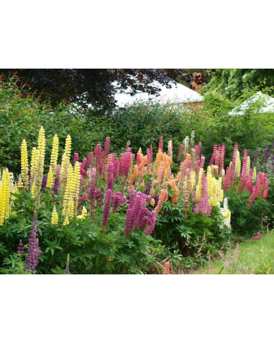 Люпин багатолистий `Роуз Шадес` | Lupinus polyphyllus `Rose Shades` | Люпин многолистный `Роуз Шадес`