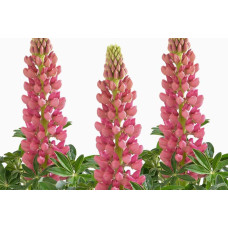 Люпин багатолистий `Роуз Шадес`  | Lupinus polyphyllus `Rose Shades` | Люпин многолистный `Роуз Шадес`