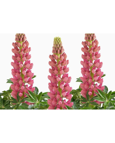 Люпин багатолистий `Роуз Шадес` | Lupinus polyphyllus `Rose Shades` | Люпин многолистный `Роуз Шадес`