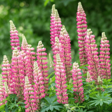 Люпин багатолистий `Роуз Шадес`  | Lupinus polyphyllus `Rose Shades` | Люпин многолистный `Роуз Шадес`